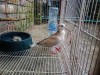 Australian Dove With Baby